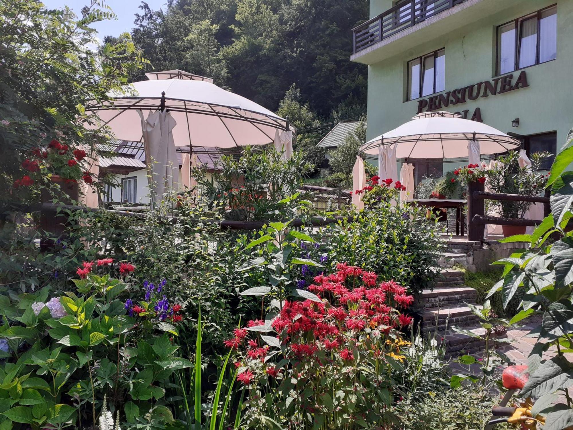 Pensiunea Ana Cavnic Buitenkant foto